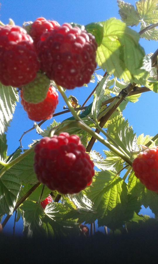 Øystese Mo Gardsferie-Pers Frukthageヴィラ エクステリア 写真